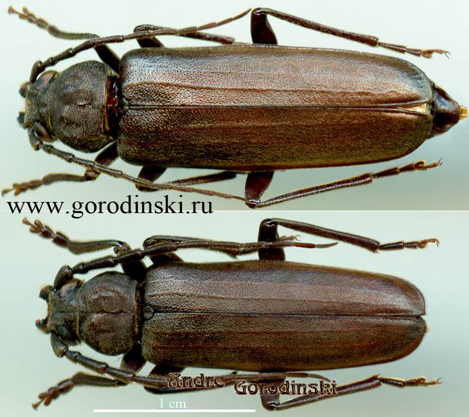 http://www.gorodinski.ru/cerambyx/Arhopalus tibetanus.jpg